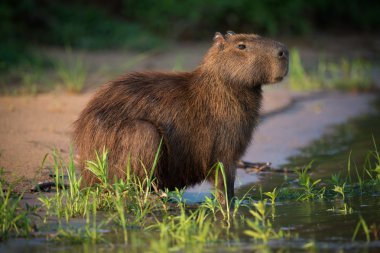 Capybara sitting in grass on river bank clipart