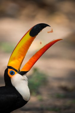 Meyve parçaları yakalamak toco toucan Close-Up