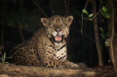 Kamera karşı karşıya ağaçlarının Jaguar