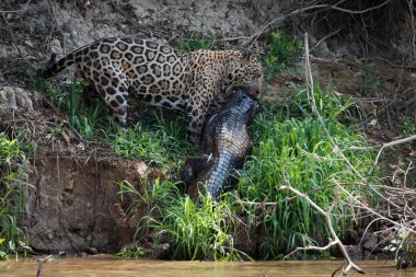 Jaguar yacare caiman nehir banka çekme