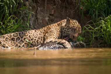 Yacare caiman nehir banka tarafından ısırma jaguar