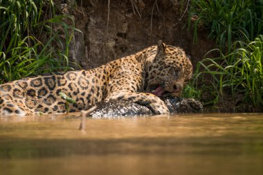 Jaguar biting yacare caiman by river bank clipart
