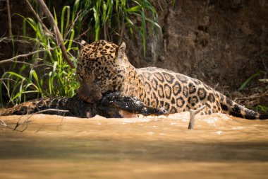 Jaguar pulling dead yacare caiman through river clipart