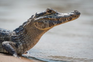 Nehir kıyısında yacare caiman Close-Up