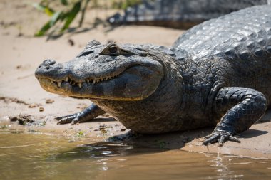 Yacare caiman çamurlu plajda Close-Up