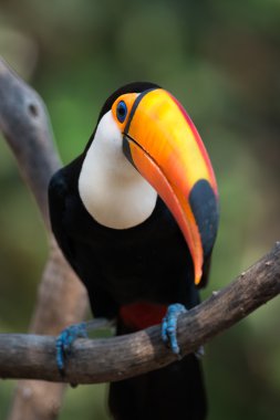 Dala tünemiş toco toucan Close-Up