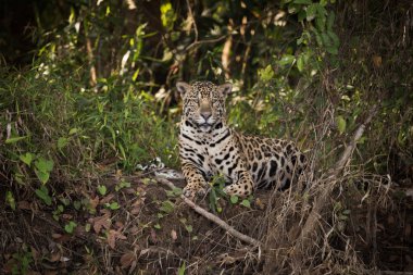 Yapraklı nehir kıyısında yatarken jaguar