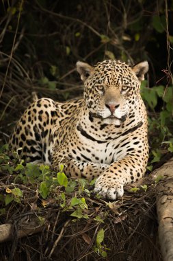 Jaguar tarafından yoğun orman günlüğüne yalan
