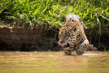Jaguar Çamurlu sularda yürüyen Dudak yalama