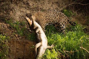 Jaguar pulling yacare caiman along river bank clipart