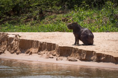 Capibara Nehri yanında kafasına kuş ile