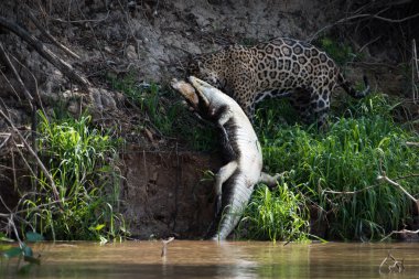 Yacare caiman nehirden çekerek jaguar