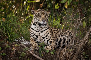 Jaguar çalılar içinde yalancılık aşağı doğru görünüyor