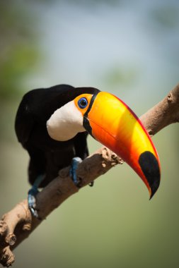 Baş aşağı bükme dalı Toco toucan