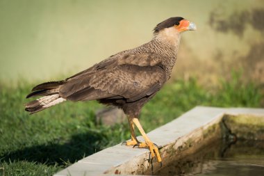 Southern crested caracara perched by water trough clipart
