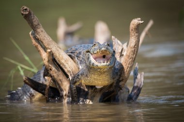Yacare caiman on dead branches opening mouth clipart