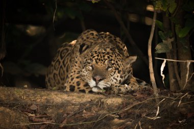 Nehir kıyısında gölgede uyuyor jaguar