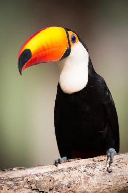 Şube ışığında oturup Toco toucan