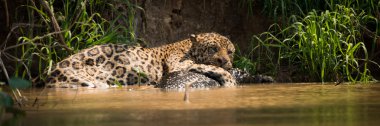 Panorama of jaguar lying on yacare caiman clipart
