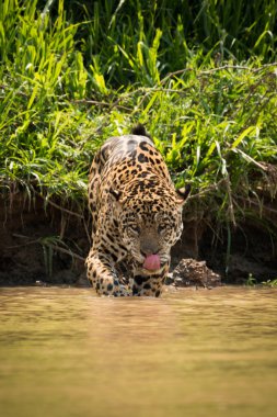 Jaguar çamurlu sığ Dudak yalama yürüme