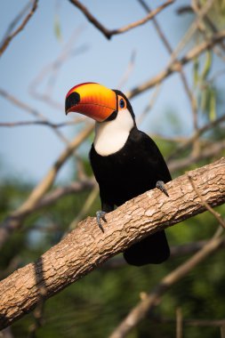Güneşli Şubesi tünemiş Toco toucan