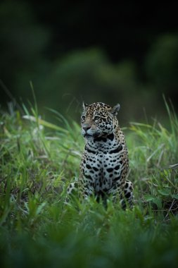 Arıyorum uzun otların arasında oturan jaguar yaptı