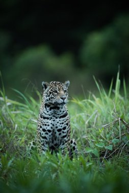 Şu karşı karşıya uzun otların arasında oturan jaguar
