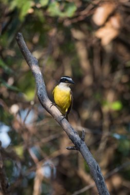 Daha az kiskadee çapraz ölü dala tünemiş