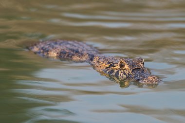 Yacare caiman ile yeşil sakinleştirmek su yüzme