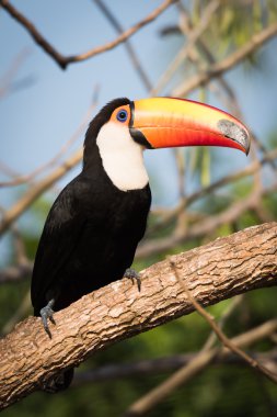 Profil sayfası güneşli Şubesi Toco toucan