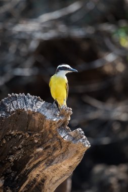 Günlüğünde sunshine daha az kiskadee tünemiş