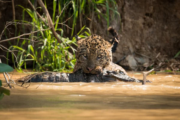 Ягуар протаскивает мертвого якаре через воду — стоковое фото