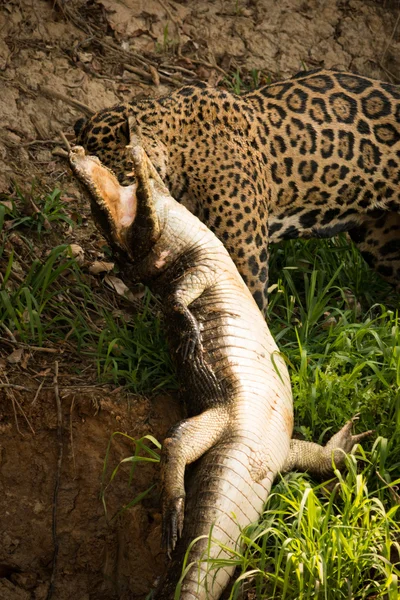 Jaguar pulling dead yacare caiman along bank