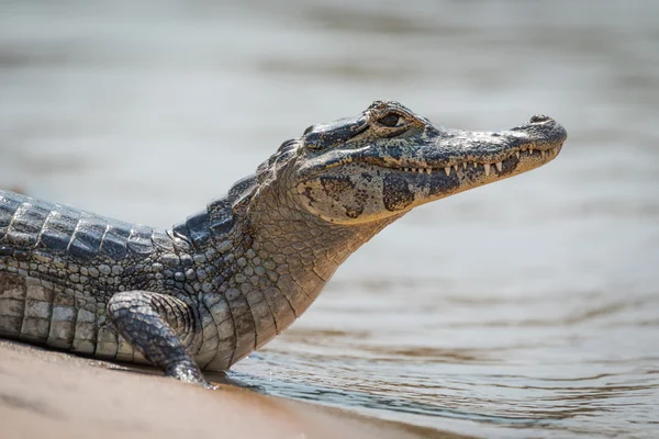 Close-up van yacare Kaaiman aan zandstrand — Stockfoto