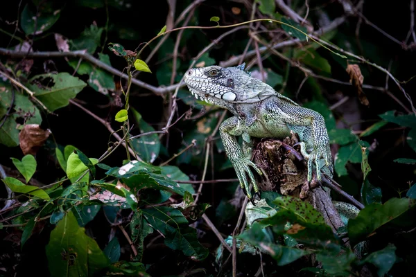 Grüner Leguan thront auf Zweigen zwischen Blättern — Stockfoto