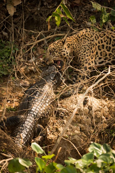 Κοντινό πλάνο της jaguar σύροντας yacare caiman κατά μήκος — Φωτογραφία Αρχείου