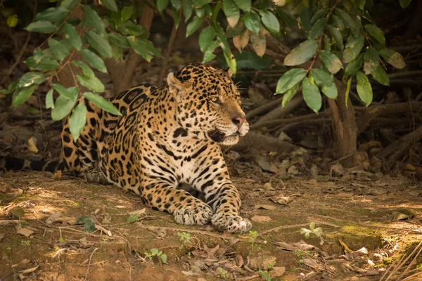 Jaguar ξαπλωμένος σε γυμνή γη, κάτω από θάμνους — Φωτογραφία Αρχείου