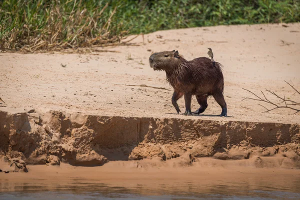 Capivara cruzando banco de areia com pássaro nas costas — Fotografia de Stock