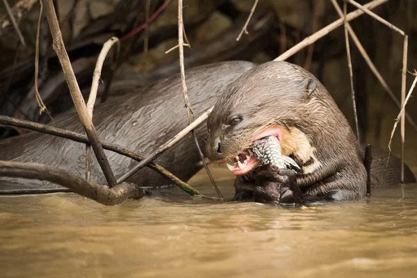 Lontra gigante fiume mangiare pesce in canne — Foto Stock