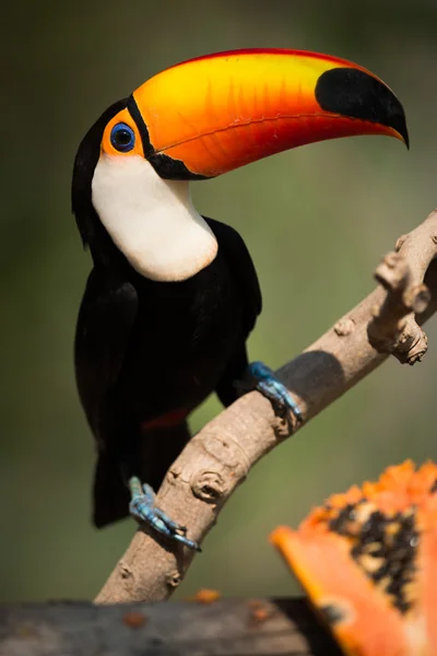 Papaya yarı izlemekte toco toucan Close-Up