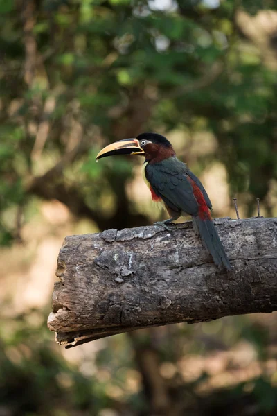 Aracari à oreilles de châtaignier à l'extrémité du tronc ombragé — Photo