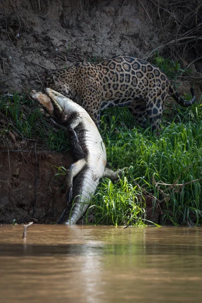 水の中から yacare カイマンを引っ張ってジャガー — ストック写真