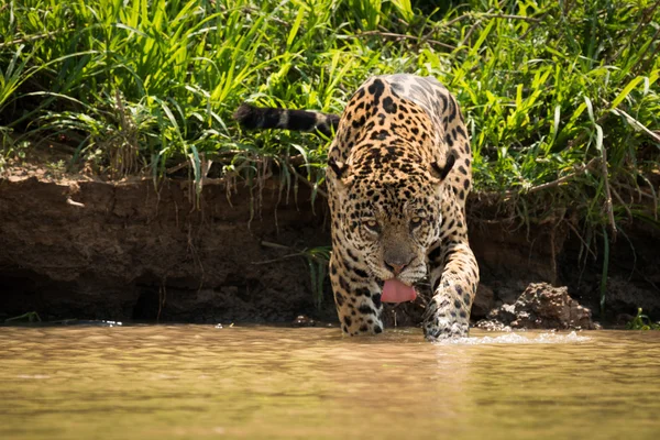 Jaguar in shallows drinking from muddy river — Stock Photo, Image