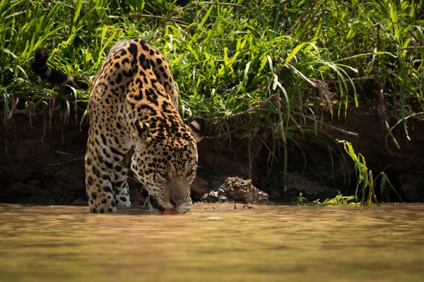 銀行の横に泥だらけの川から飲むジャガー — ストック写真