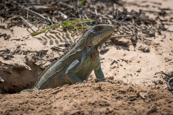 Iguane vert à l'entrée du terrier sablonneux — Photo