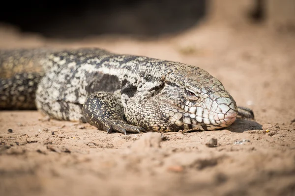 Primer plano del lagarto común de tegu en la arena — Foto de Stock