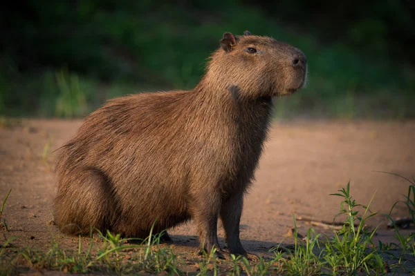 Capibara zittend op strand op oever — Stockfoto