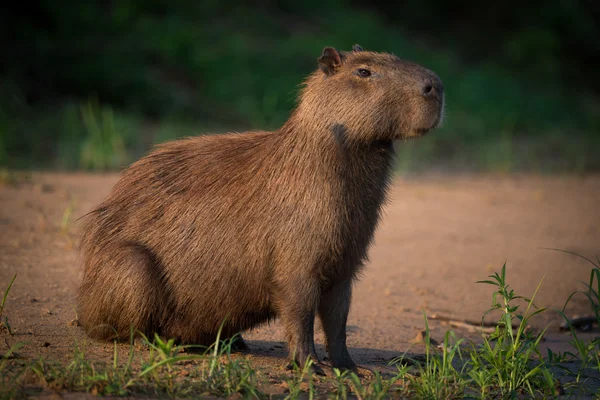 Wasserschwein sitzt am Strand am Flussufer — Stockfoto