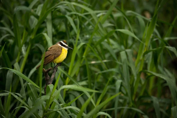 Skvělá kiskadee talll rákosí hledá pravdu — Stock fotografie