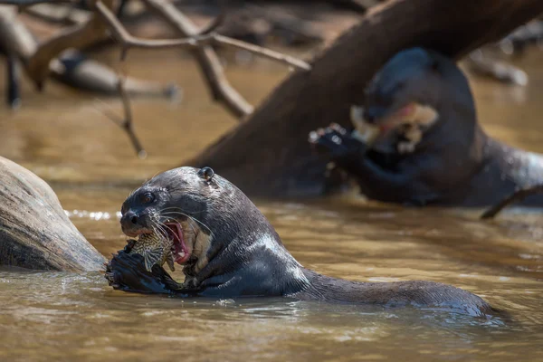 Lontre giganti che mangiano pesce nel fiume — Foto Stock